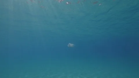 Barrel jellyfish approaches to the camera, Mediterranean sea, Italy Stock Footage 110907334