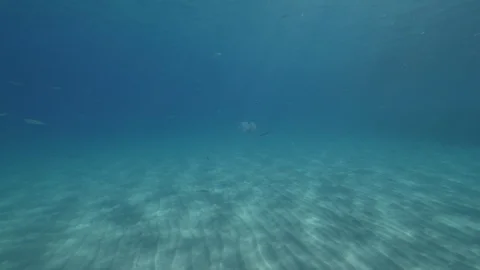 Barrel jellyfish by approaches to the camera, Mediterranean sea, Italy Stock Footage 110908880