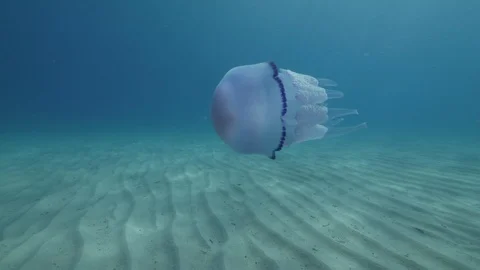 Barrel jellyfish approaching to the camera at the seabed,Mediterranean sea,Italy Stock-Footage 110755532