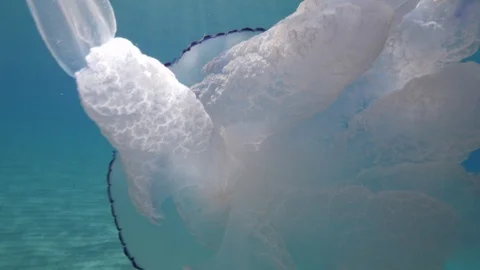Barrel jellyfish from below moves away and approaches, Mediterranean sea, Italy Stock Footage 110858287