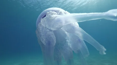 Barrel jellyfish from below under the surface of the sea,Mediterranean sea,Italy Stock-Footage 110750464