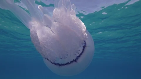 Barrel jellyfish from below under the surface of the sea,Mediterranean sea,Italy Stock Footage 111227914