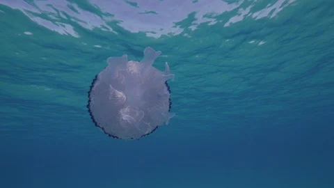 Barrel jellyfish from below under the surface of the sea,Mediterranean sea,Italy Stock Footage 111228239