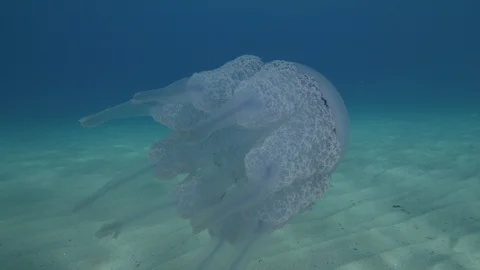 Barrel jellyfish in close-up at the sandy seabed, Tropea,Mediterranean sea,Italy Vídeos de archivo 110504871