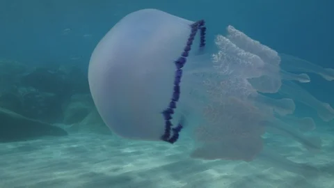 Barrel jellyfish in close-up at the sandy seabed,Tropea, Mediterranean sea,Italy Stock Footage 111214587