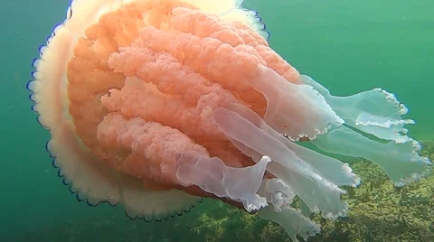 Barrel jellyfish Close up of tentacles Stock Footage 57842879