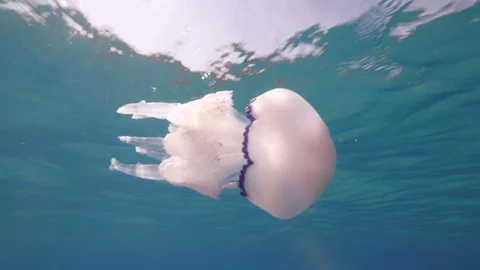 Barrel jellyfish in close-up under the water’s surface,Mediterranean sea, Italy Stock Footage 110857588
