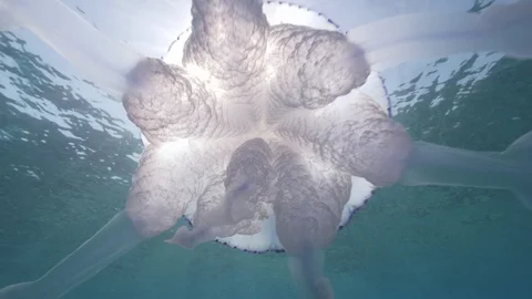 Barrel jellyfish in detail under the surface of the sea,Mediterranean sea,Italy Stock Footage 111218370