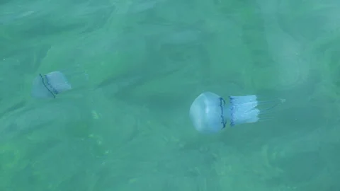 Barrel jellyfish Stock Footage 321531907