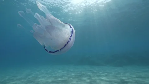 Barrel jellyfish form below approaches to the camera, Mediterranean sea, Italy Stock-Footage 110904986