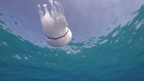 Barrel jellyfish goes down from the surface of the sea,Mediterranean sea,Italy Stock Footage 111219631