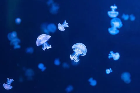 Barrel jellyfish lit by blue light Photos