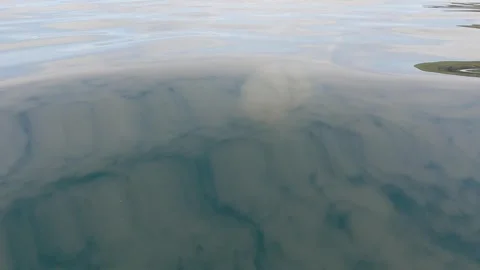 Barrel Jellyfish With Reflected Sky Stock Footage 263053964