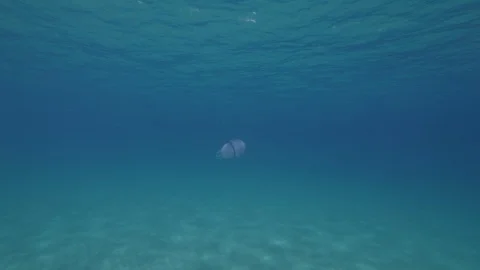 Barrel jellyfish swims approaching to the camera, Mediterranean sea,Italy Stock Footage 111228690