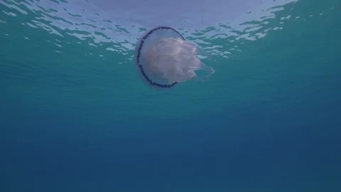 Barrel jellyfish swims under the surface of the sea, Mediterranean sea,Italy Stock Footage 110472120