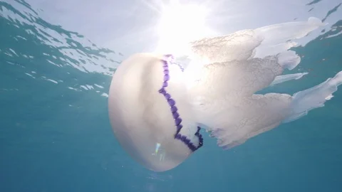 Barrel jellyfish swims under the surface of the sea,Mediterranean sea,Italy Vídeos de archivo 110753927