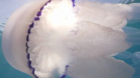 Barrel jellyfish swims under the surface of the sea,Mediterranean sea,Italy Stock Footage 110754512