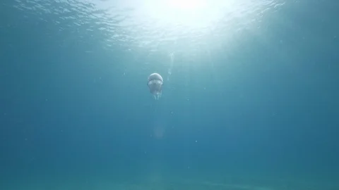 Barrel jellyfish swims vertically towards sea surface, Mediterranean sea Stock Footage 110597972