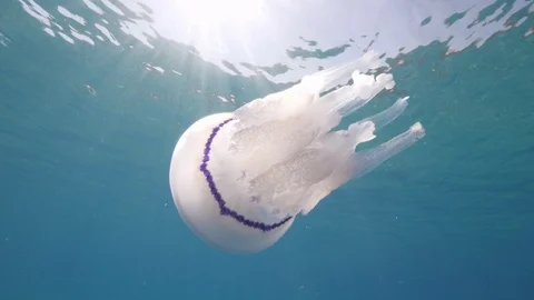 Barrel jellyfish swims vertically upside down, Mediterranean sea, Italy Stock Footage 110858040