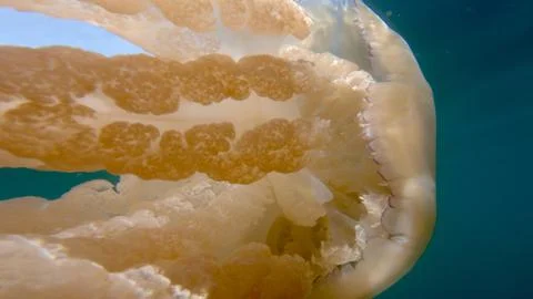 Barrel jellyfish tentacles backlit Stock Photos