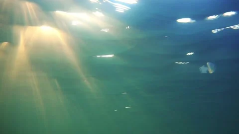 Barrel Jellyfish through sunrays 스톡 동영상 141532511