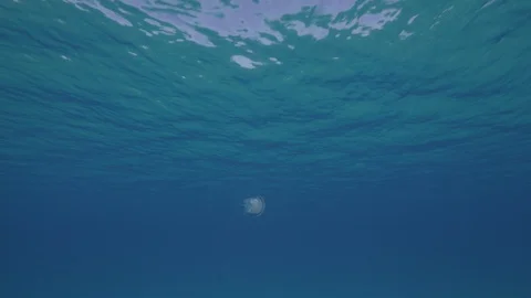 Barrel jellyfish under the surface of the sea is approaching, Mediterranean sea Stock Footage 111228583