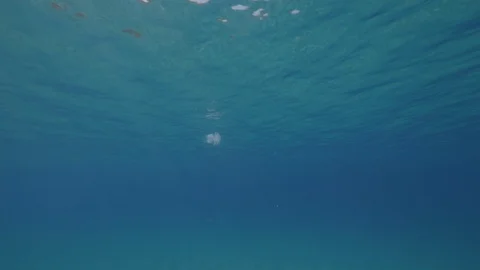 Barrel jellyfish under the water, camera approaching, Mediterranean sea, Italy Stock-Footage 110857870