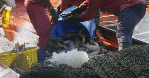 Barrel overflowing with ice and fish is unloaded onto the deck of the boat Stock Footage 276144964