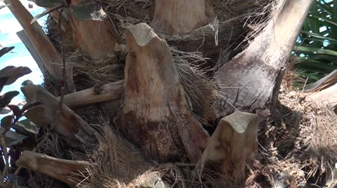 Barrel of palm Stock Footage 39717295