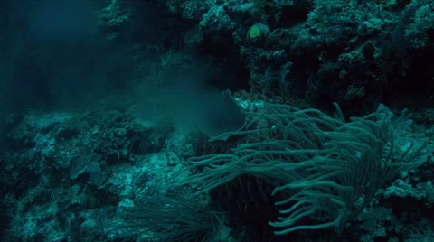 Barrel Sponge 4k Stock Footage 67950433