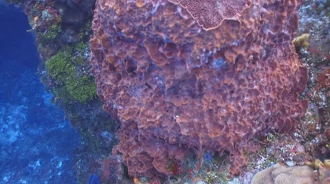 Barrel sponge and divers at coral reef Vídeo Stock 8607045