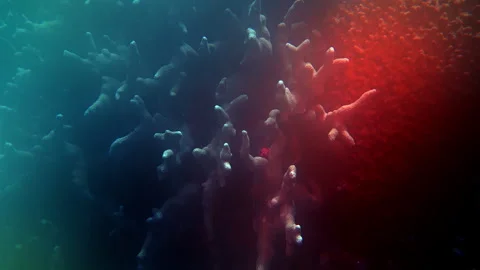 Barrel sponge on coral reef in diffuse light. Stock Footage 308636444