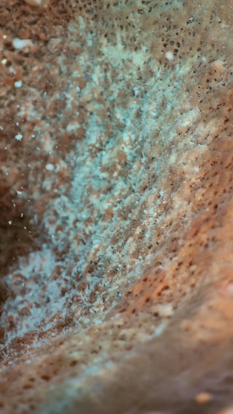 Barrel sponge emitting visible spawning cloud Stock Footage 325720899