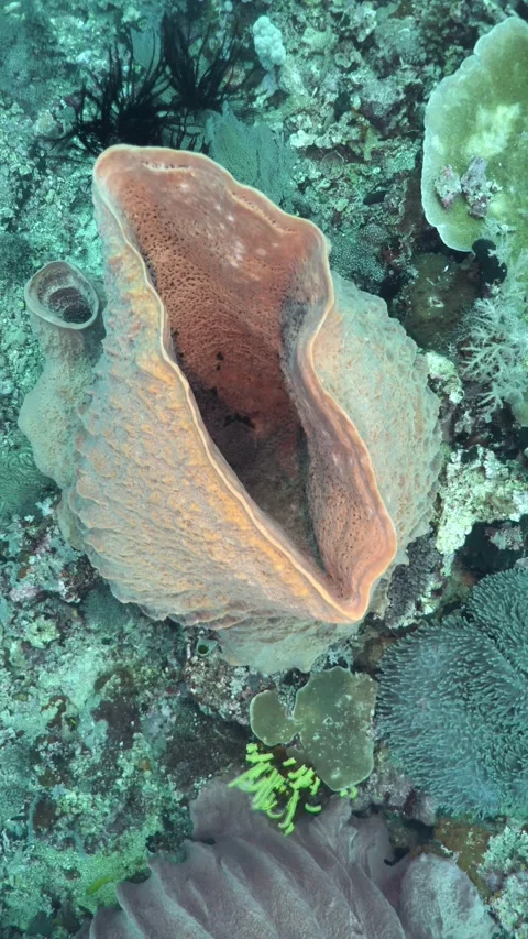Barrel sponge growing on reef slope Stock-Footage 325720296