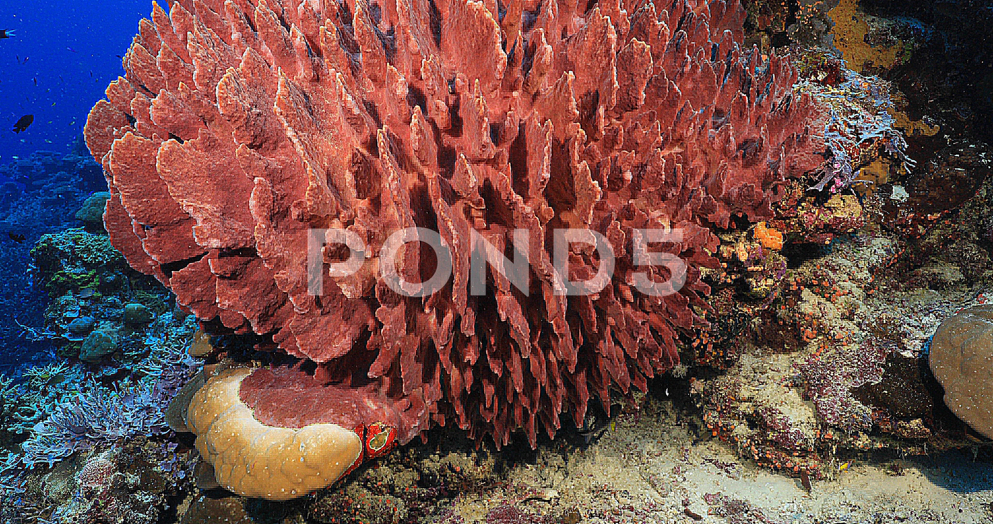 Barrel Sponge Xestospongia Testudinaria Stock Video Pond5