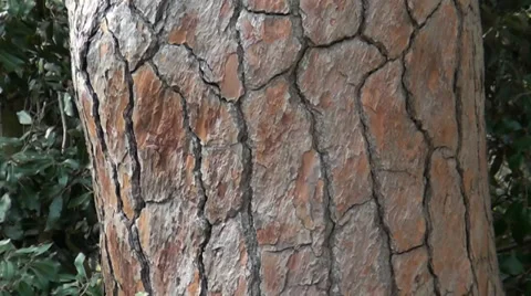 Barrel of tree that many years Stock Footage 35181428