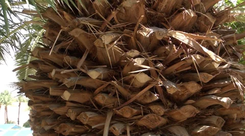 A barrel of tree is a palm Stock Footage 39716784