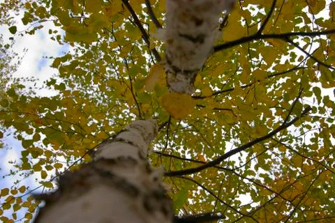 Barrels of two birchs Stock Photos