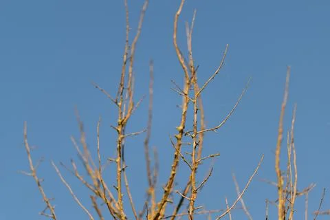 Barren and Leafless Tree Branches Set Against a Clear, Calm, and Bright Blu.. Stock-Fotos