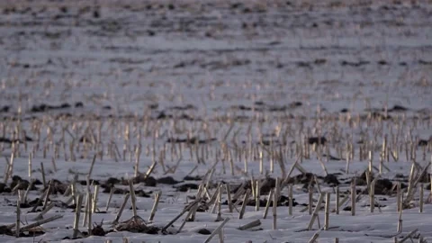 Barren Corn Field with Barn on Cold Winter Day. Stock-Footage 170912302