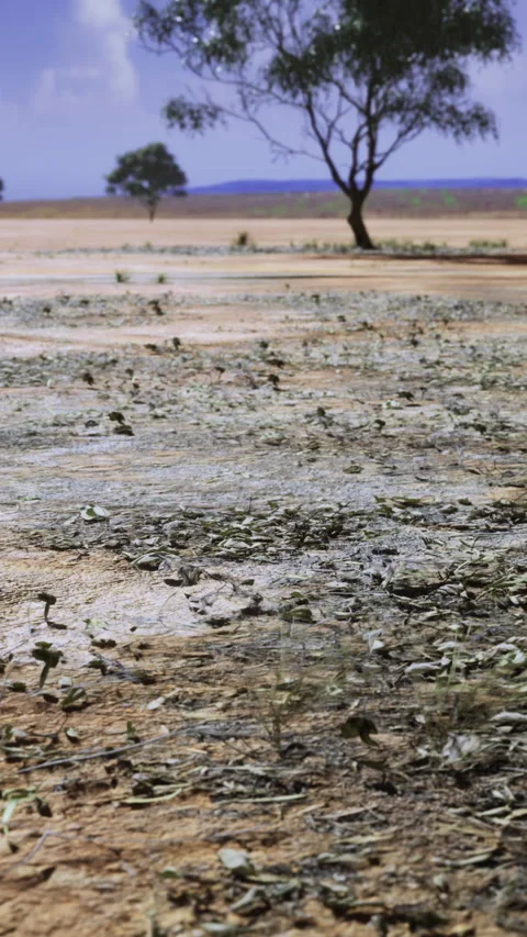 Barren cracked soil with singular tree and heat distortion effects Stock Footage 326351976