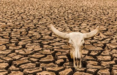 Barren is dead Foto stock