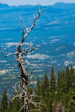 Barren, Dead Tree in the Mountains Stock Photos