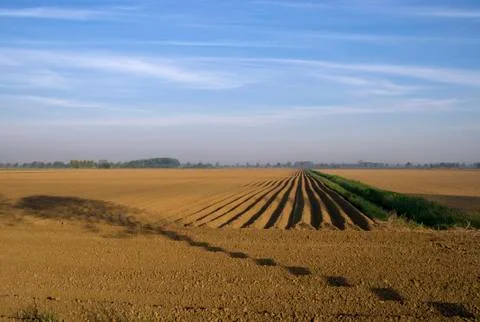 Barren field with tree shadow Stock Photos