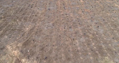 Barren ground with burned tree stumps in dry forested area aerial shot Stock Footage 95639183