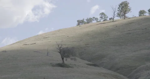Barren Hillside with Dead Tree in Drought-Affected Landscape Stock Footage 328199888