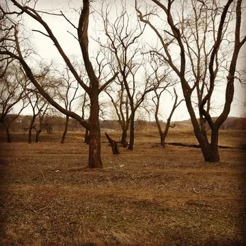 A Barren Landscape featuring Leafless Trees during the Cold Winter Season of the Foto stock
