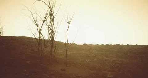 Barren landscape with sparse vegetation during sunset in a desert environment Stock Illustration