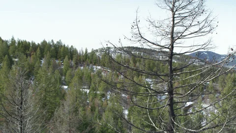 Barren pine trees on tree covered snowy mountain rotating drone to mountains in Stock Footage 255053617