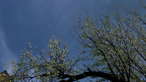 Barren Tree And Clouds Stock Footage 185394309